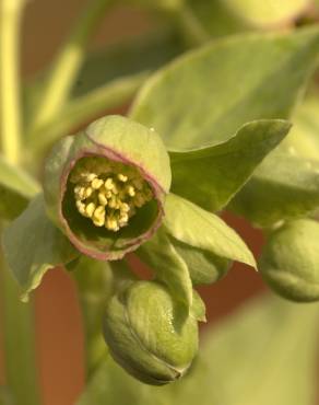 Fotografia 15 da espécie Helleborus foetidus no Jardim Botânico UTAD