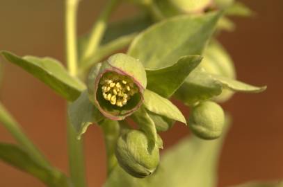 Fotografia da espécie Helleborus foetidus