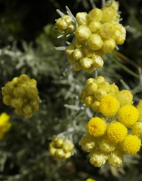 Fotografia 8 da espécie Helichrysum stoechas no Jardim Botânico UTAD