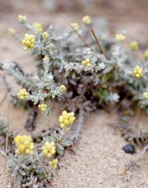 Fotografia 9 da espécie Helichrysum stoechas no Jardim Botânico UTAD