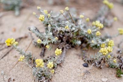 Fotografia da espécie Helichrysum stoechas