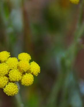 Fotografia 10 da espécie Helichrysum stoechas no Jardim Botânico UTAD