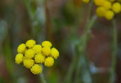 Fotografia da espécie Helichrysum stoechas