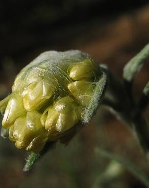 Fotografia 11 da espécie Helichrysum stoechas no Jardim Botânico UTAD