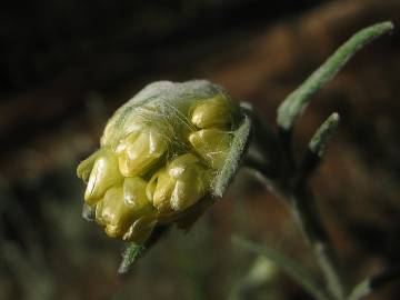 Fotografia da espécie Helichrysum stoechas