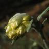 Fotografia 11 da espécie Helichrysum stoechas do Jardim Botânico UTAD