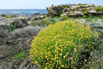 Fotografia da espécie Helichrysum stoechas