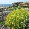 Fotografia 13 da espécie Helichrysum stoechas do Jardim Botânico UTAD