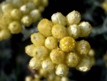 Fotografia da espécie Helichrysum stoechas