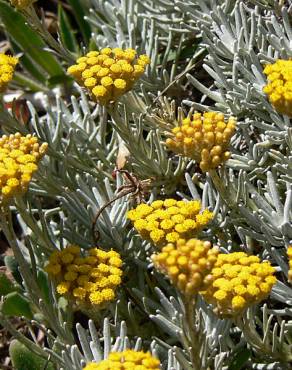 Fotografia 15 da espécie Helichrysum stoechas no Jardim Botânico UTAD