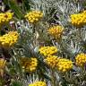 Fotografia 15 da espécie Helichrysum stoechas do Jardim Botânico UTAD