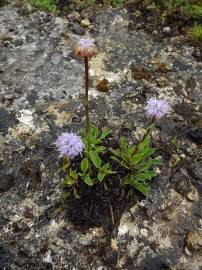 Fotografia da espécie Globularia vulgaris