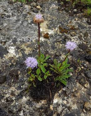 Fotografia 9 da espécie Globularia vulgaris no Jardim Botânico UTAD