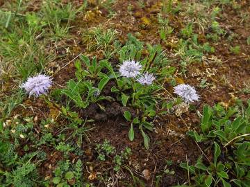 Fotografia da espécie Globularia vulgaris