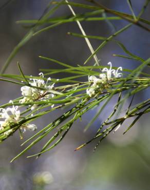 Fotografia 7 da espécie Hakea sericea no Jardim Botânico UTAD