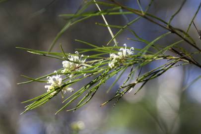 Fotografia da espécie Hakea sericea