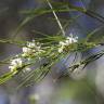 Fotografia 7 da espécie Hakea sericea do Jardim Botânico UTAD