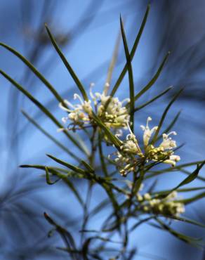 Fotografia 8 da espécie Hakea sericea no Jardim Botânico UTAD