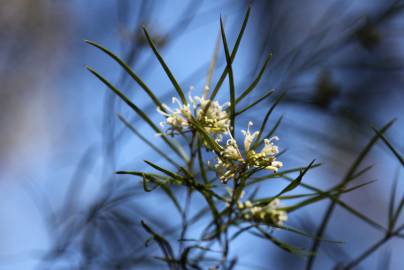 Fotografia da espécie Hakea sericea