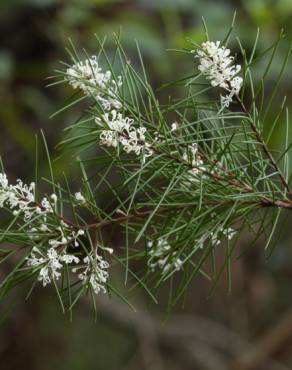 Fotografia 9 da espécie Hakea sericea no Jardim Botânico UTAD