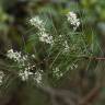 Fotografia 9 da espécie Hakea sericea do Jardim Botânico UTAD