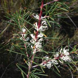 Fotografia da espécie Hakea sericea