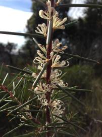 Fotografia da espécie Hakea sericea