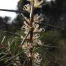 Fotografia 11 da espécie Hakea sericea do Jardim Botânico UTAD