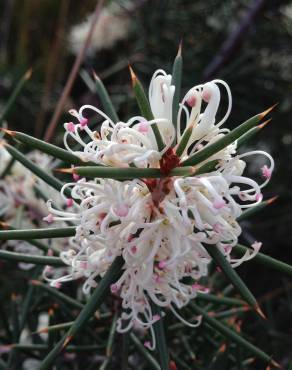 Fotografia 12 da espécie Hakea sericea no Jardim Botânico UTAD