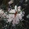 Fotografia 12 da espécie Hakea sericea do Jardim Botânico UTAD