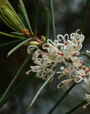 Fotografia 13 da espécie Hakea sericea no Jardim Botânico UTAD