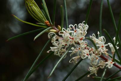 Fotografia da espécie Hakea sericea