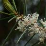 Fotografia 13 da espécie Hakea sericea do Jardim Botânico UTAD