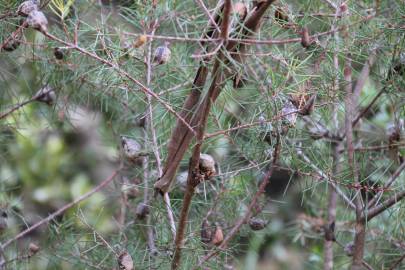 Fotografia da espécie Hakea sericea