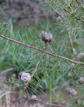 Fotografia 15 da espécie Hakea sericea no Jardim Botânico UTAD