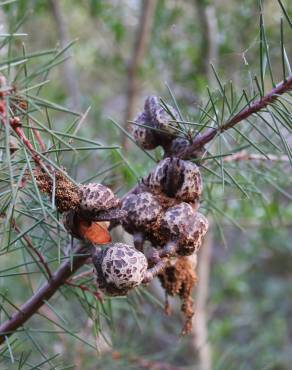 Fotografia 16 da espécie Hakea sericea no Jardim Botânico UTAD