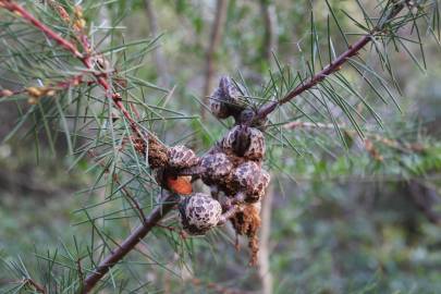 Fotografia da espécie Hakea sericea