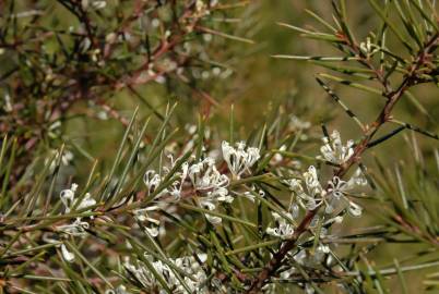 Fotografia da espécie Hakea sericea