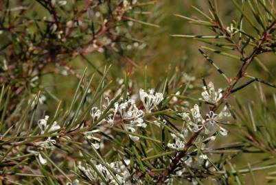 Fotografia da espécie Hakea sericea