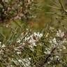 Fotografia 17 da espécie Hakea sericea do Jardim Botânico UTAD