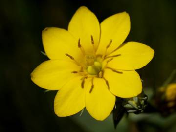 Fotografia da espécie Blackstonia perfoliata subesp. intermedia