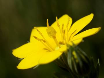 Fotografia da espécie Blackstonia perfoliata subesp. intermedia