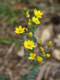 Fotografia da espécie Blackstonia perfoliata subesp. intermedia