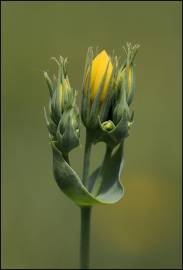 Fotografia da espécie Blackstonia perfoliata subesp. intermedia