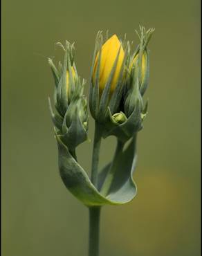 Fotografia 11 da espécie Blackstonia perfoliata subesp. intermedia no Jardim Botânico UTAD