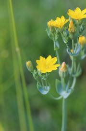 Fotografia da espécie Blackstonia perfoliata subesp. intermedia