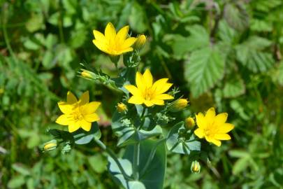 Fotografia da espécie Blackstonia perfoliata subesp. intermedia