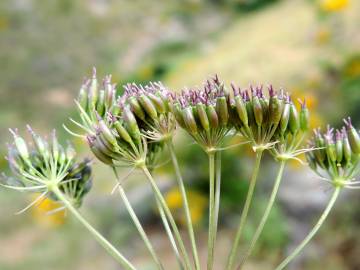 Fotografia da espécie Conopodium subcarneum