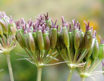 Fotografia da espécie Conopodium subcarneum