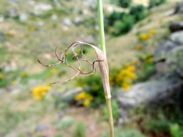 Fotografia da espécie Conopodium subcarneum